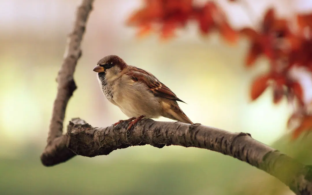 BIRDS