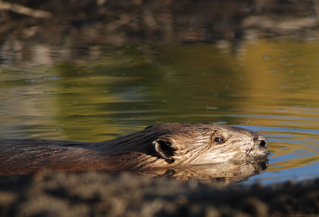 BEAVERS