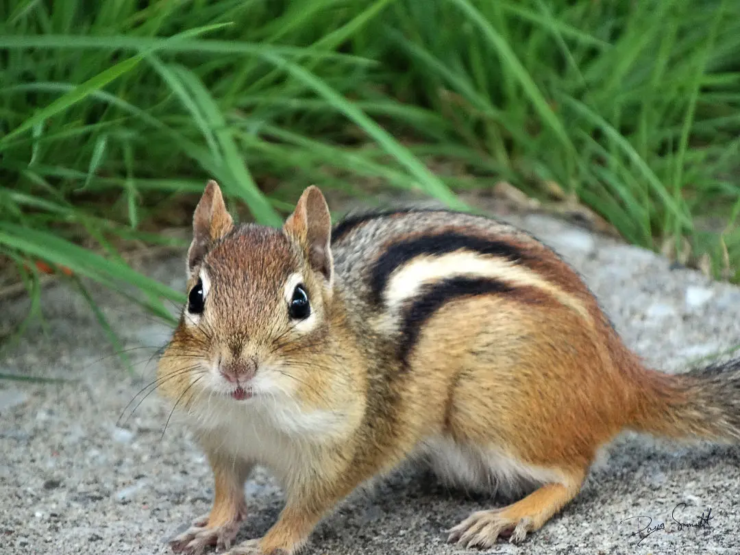 CHIPMUNKS