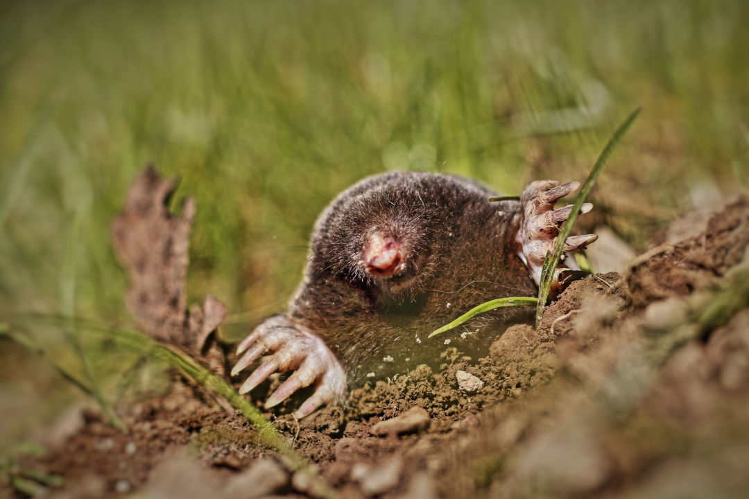 MOLES