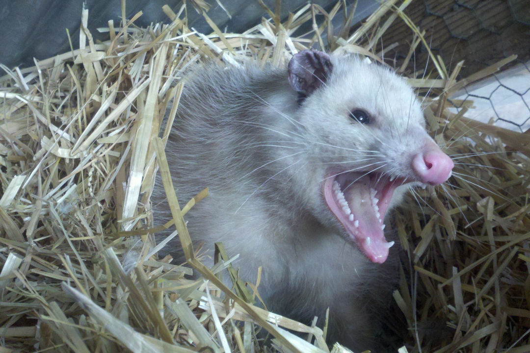 OPOSSUMS